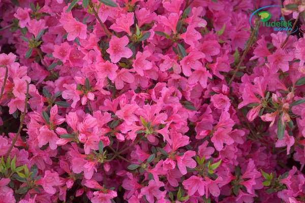 Azalia japońska M Albert van Hecke